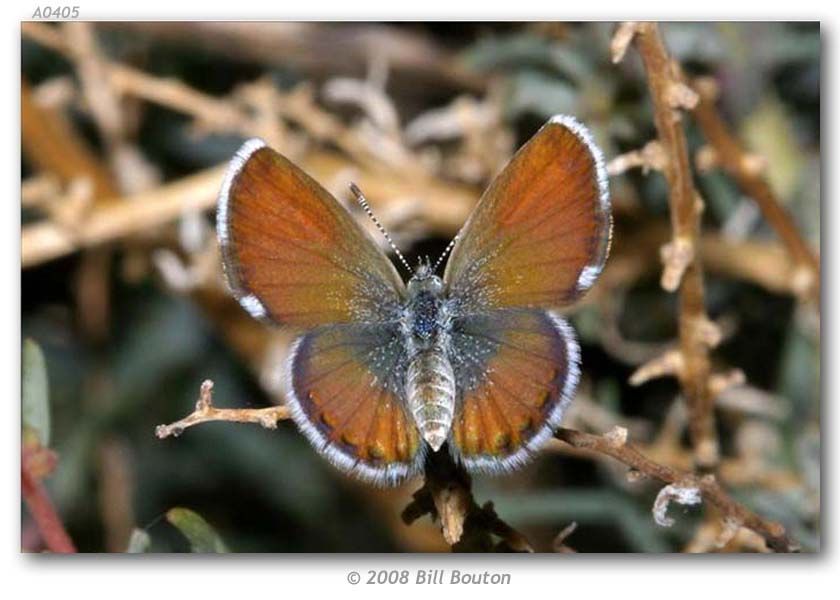 Слика од Brephidium exilis (Boisduval 1852)