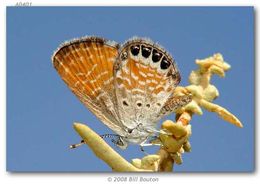 Image of Pygmy Blues