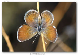 Image of Pygmy Blues