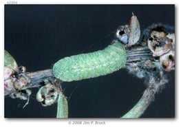 Image of Pygmy Blues