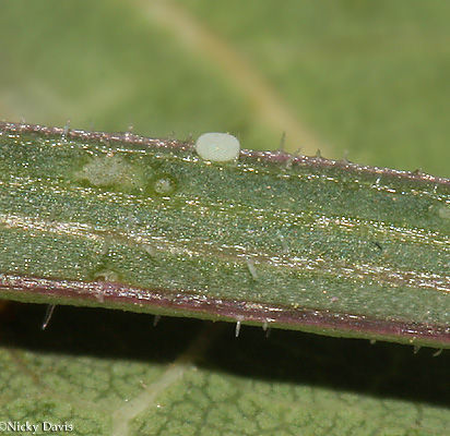 Image of Pygmy Blues