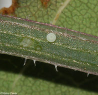 Image of Pygmy Blues