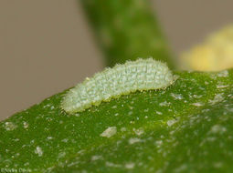 Image of Pygmy Blues