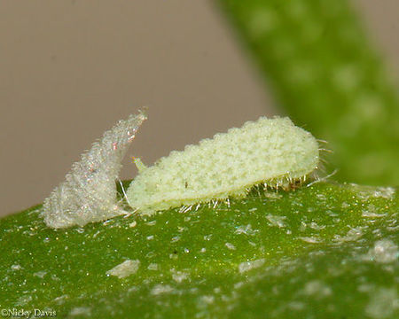 Image of Pygmy Blues