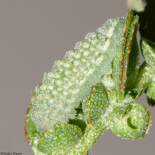 Image of Pygmy Blues