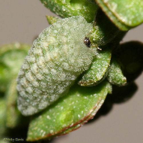 Image of Pygmy Blues