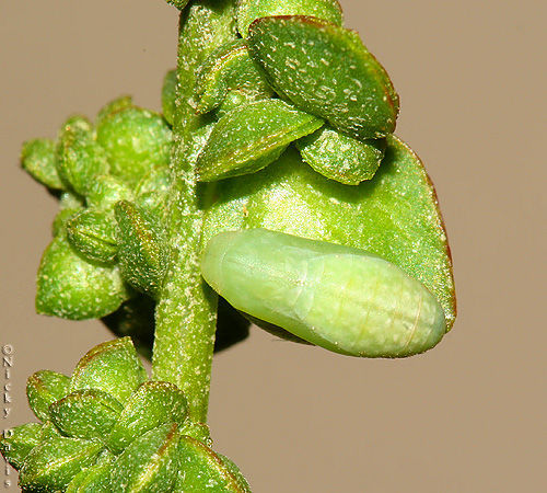 Image of Pygmy Blues