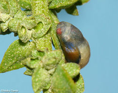 Image of Pygmy Blues