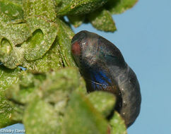 Image of Pygmy Blues