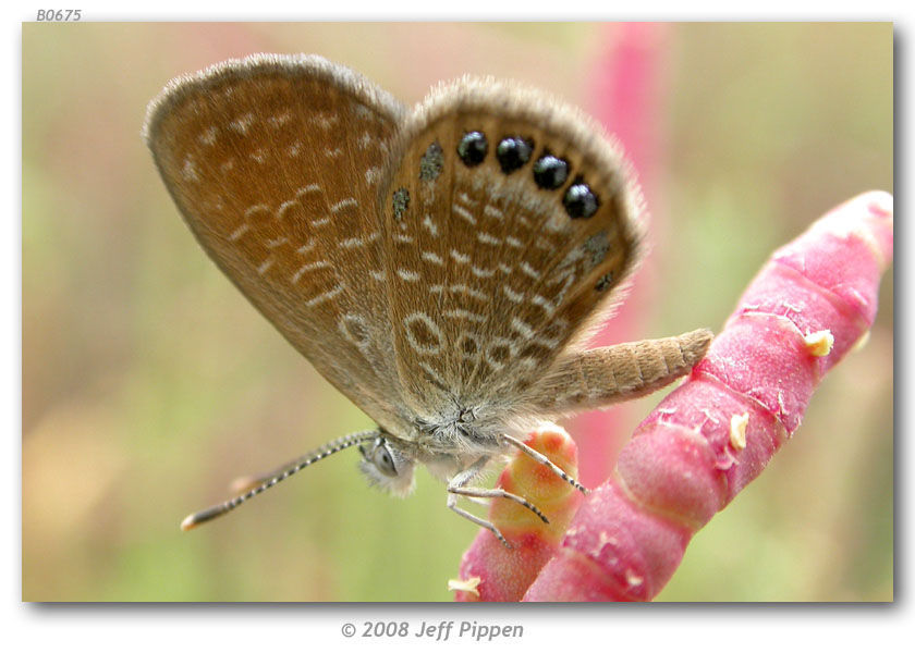 Image of Eastern Pygmy- Blue