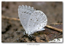 Image of Appalachian Azure