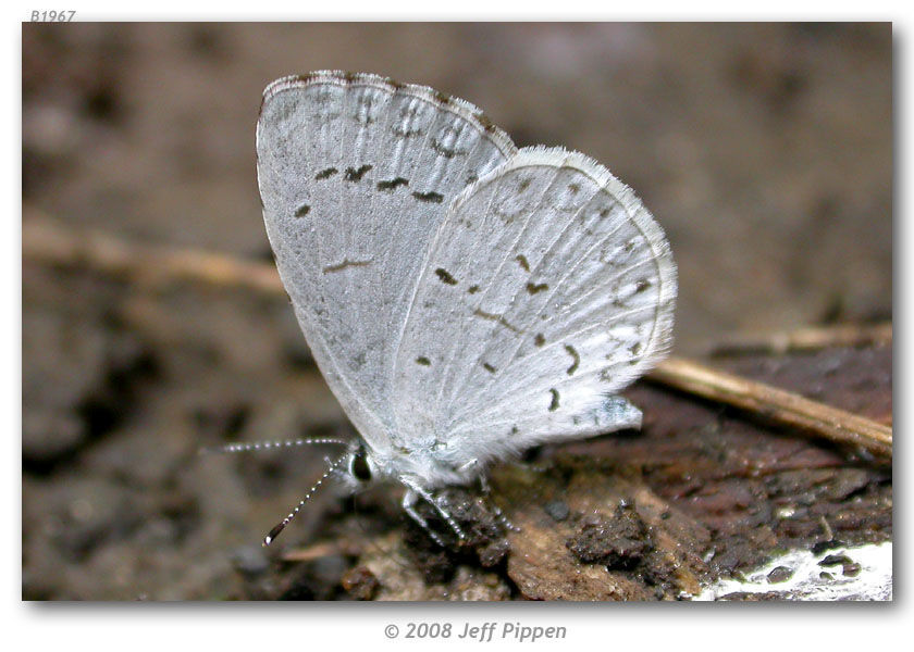 Imagem de <i>Celastrina neglectamajor</i> Opler & Krizek 1984