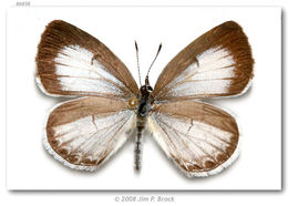 Image of Dusky Azure