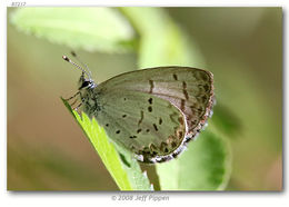 Image of Dusky Azure