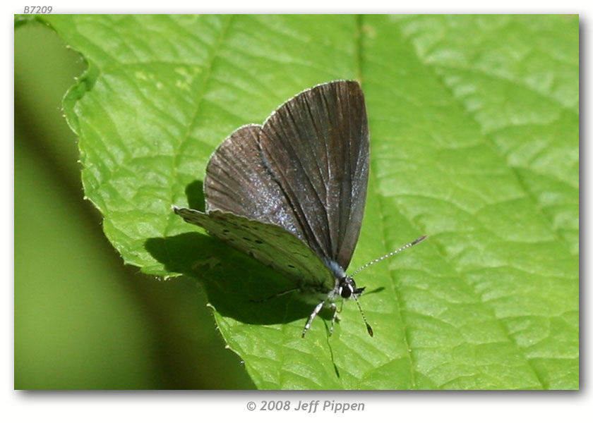 Image of Dusky Azure