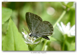 Image of Dusky Azure