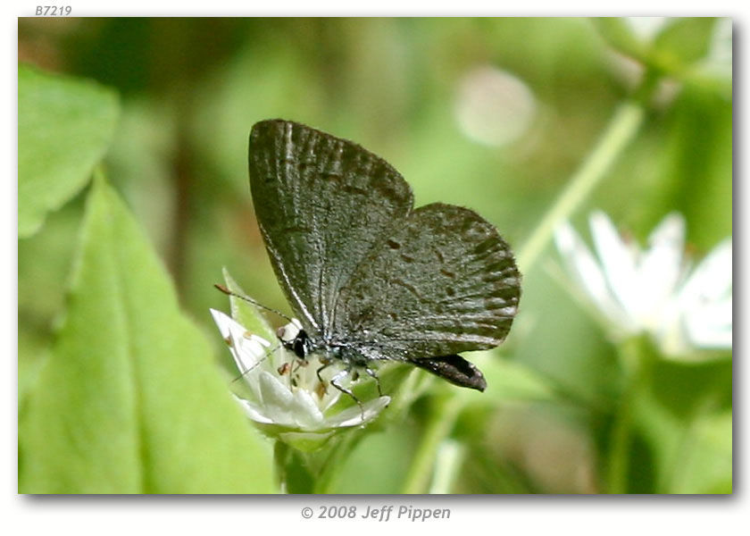 Image of Dusky Azure