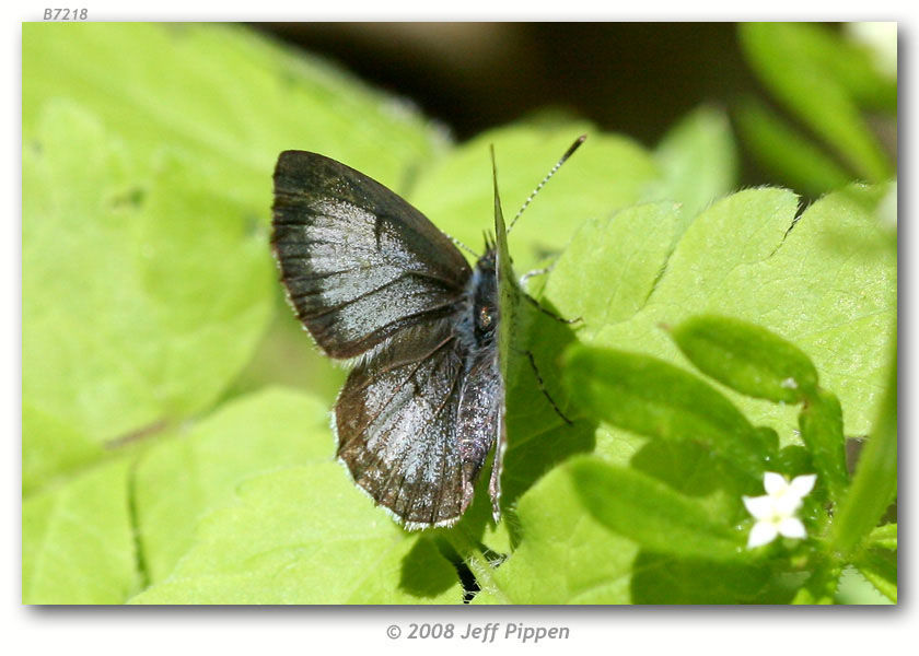 Image of Dusky Azure