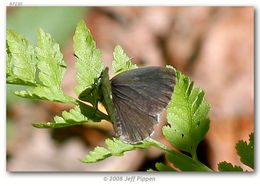 Image of Dusky Azure