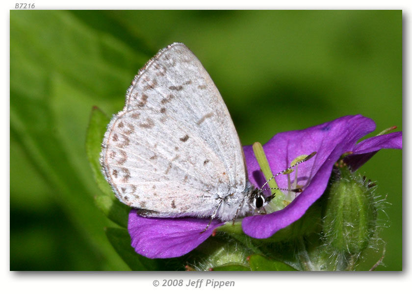 Image of Dusky Azure