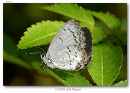 Image of Dusky Azure