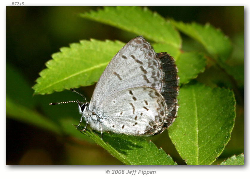 Image of Dusky Azure