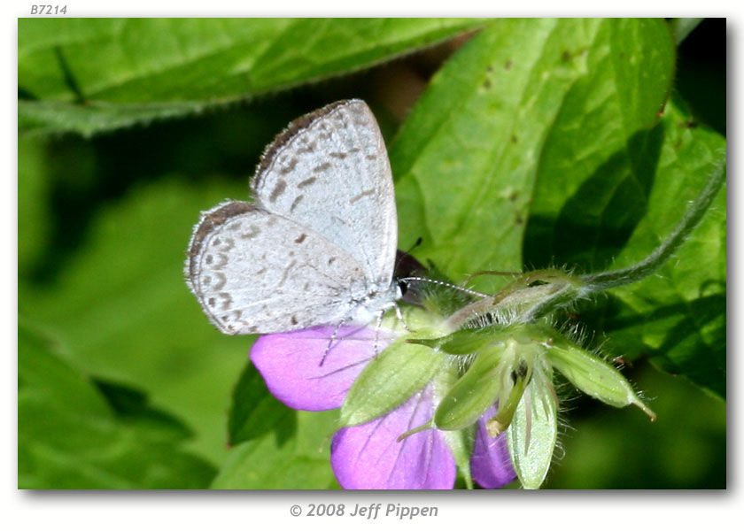 Image of Dusky Azure