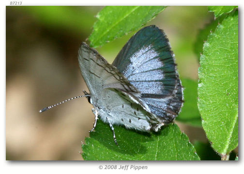 Image of Dusky Azure