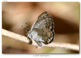 Image of Dusky Azure