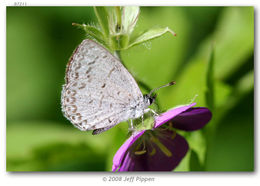 Image of Dusky Azure