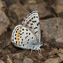 Image of Square-spotted Blue