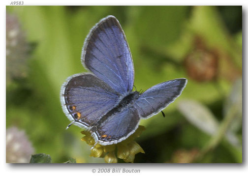 Image of Tailed-Blues