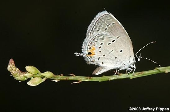 Image of Cupido