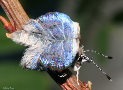 Image of Arrowhead Blue