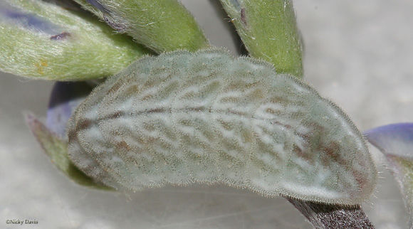 Image of Arrowhead Blue