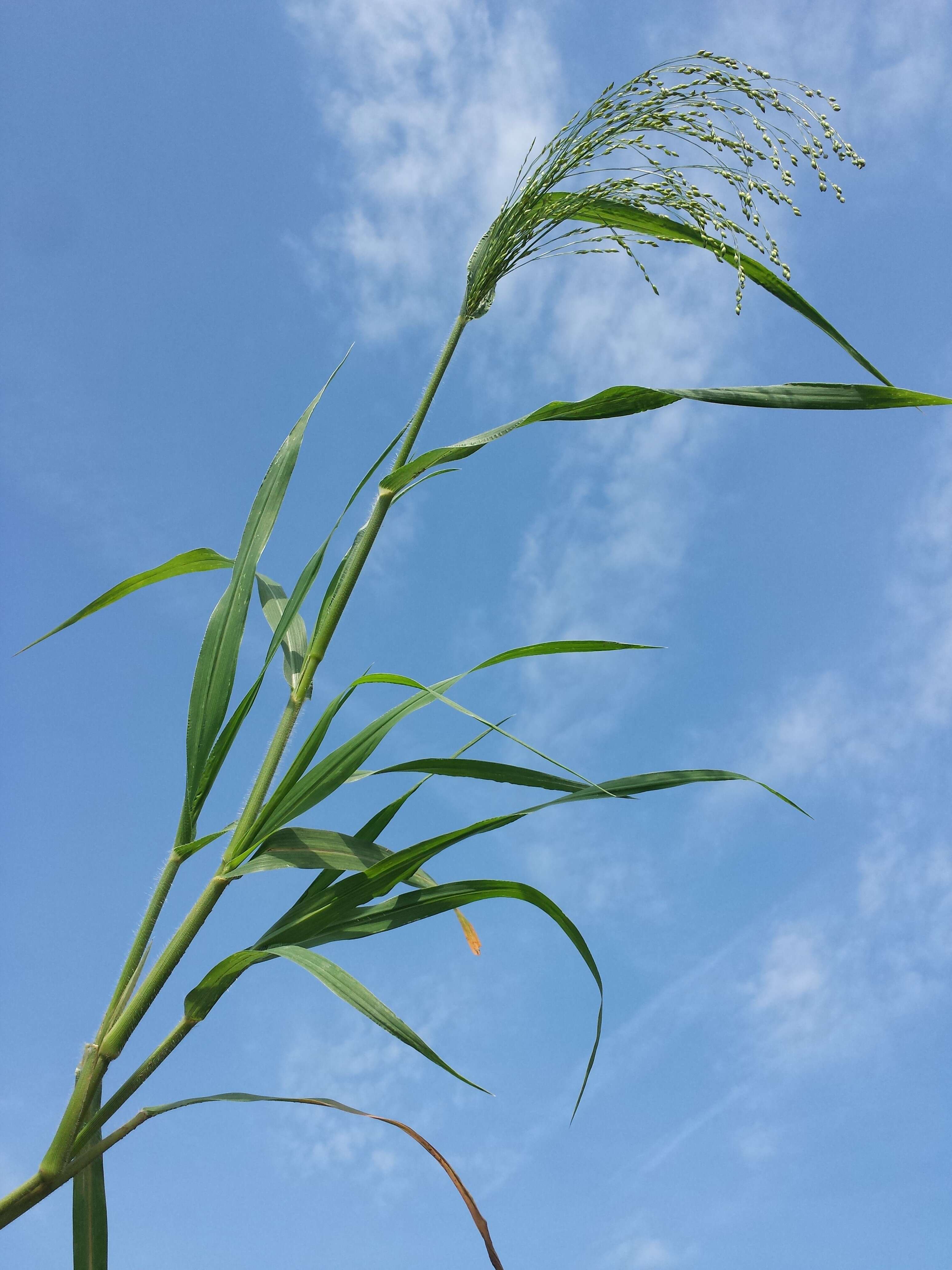 Imagem de Panicum miliaceum L.