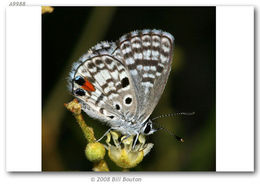 Image of Miami Blue Butterfly