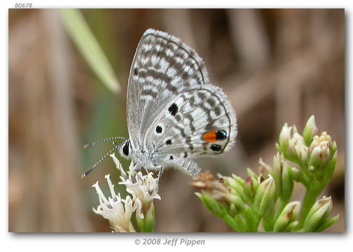 Image of Nickerbean Blue