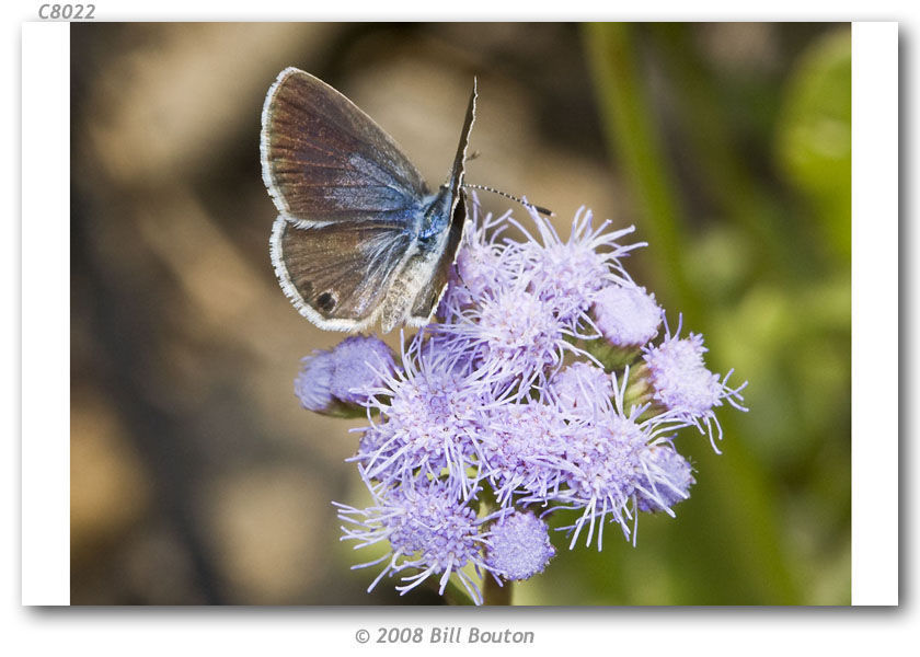 Image of Hemiargus