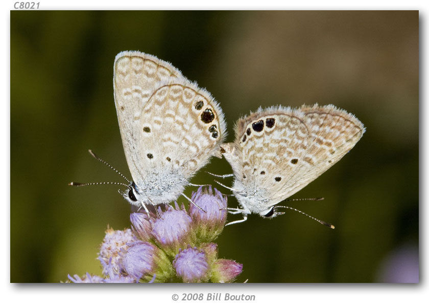 Image of Hemiargus