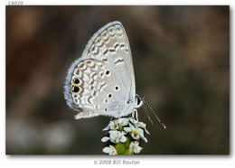 Image of Hemiargus