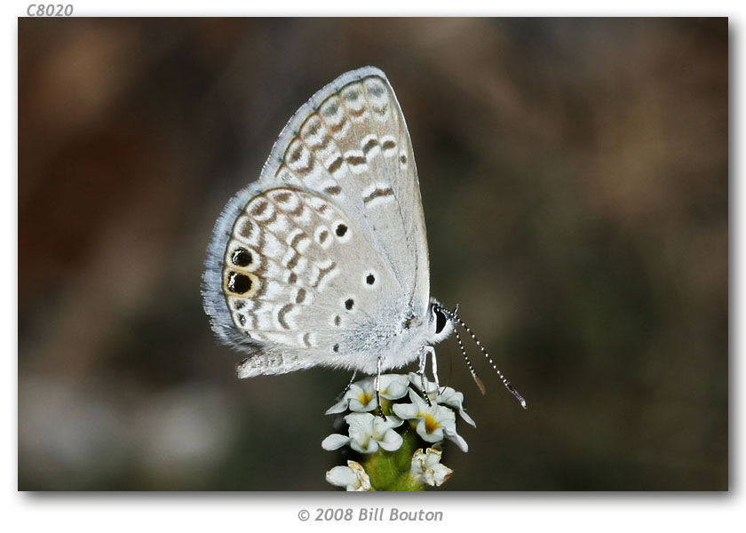 Image of Hemiargus