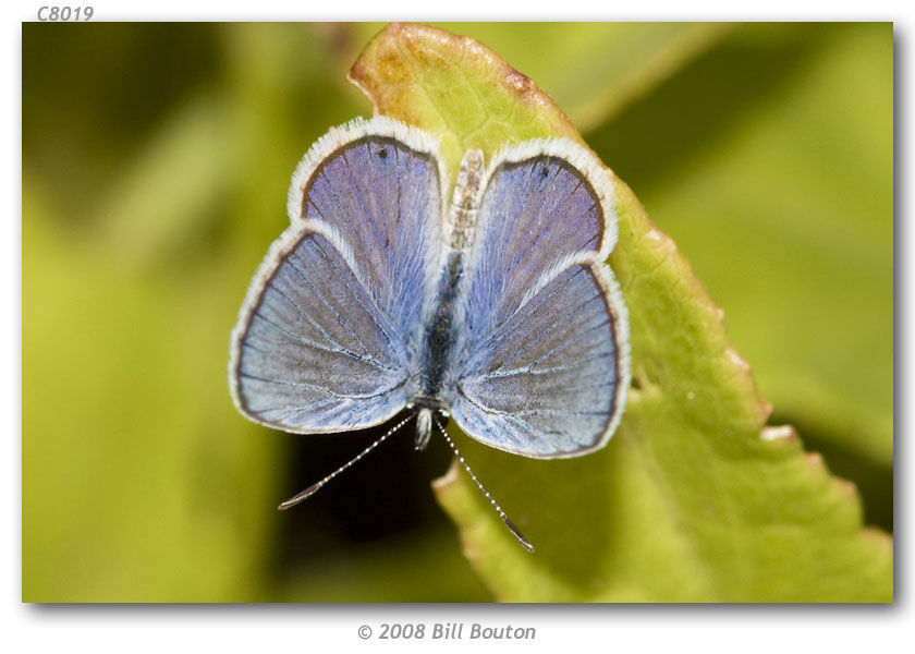 Image of Hemiargus