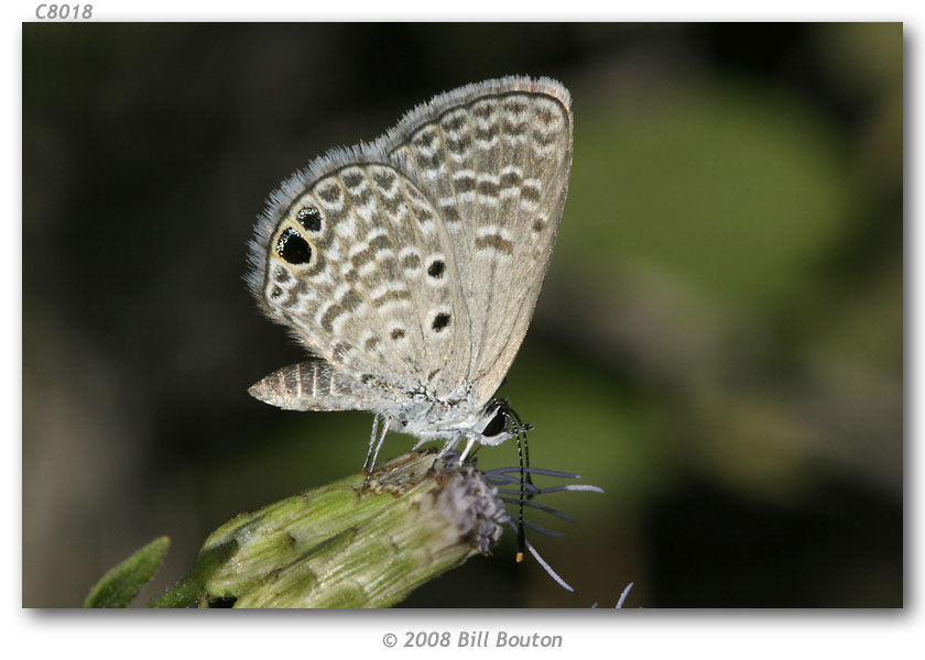 Image of Hemiargus