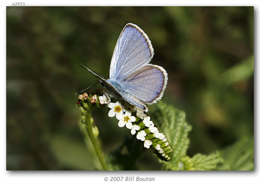 Image of Hemiargus