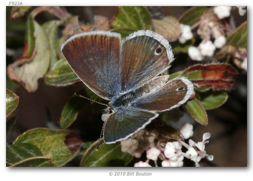 Image of Echinargus