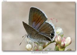 Image of Echinargus