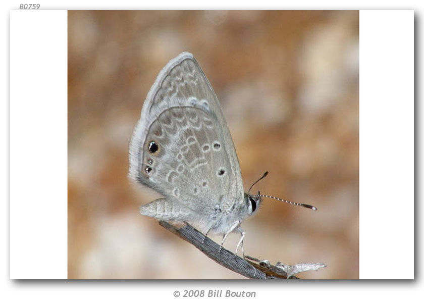 Image of Echinargus