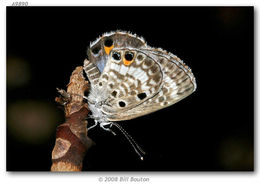Image of Miami Blue Butterfly