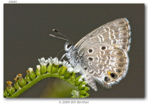 Image of Miami Blue Butterfly